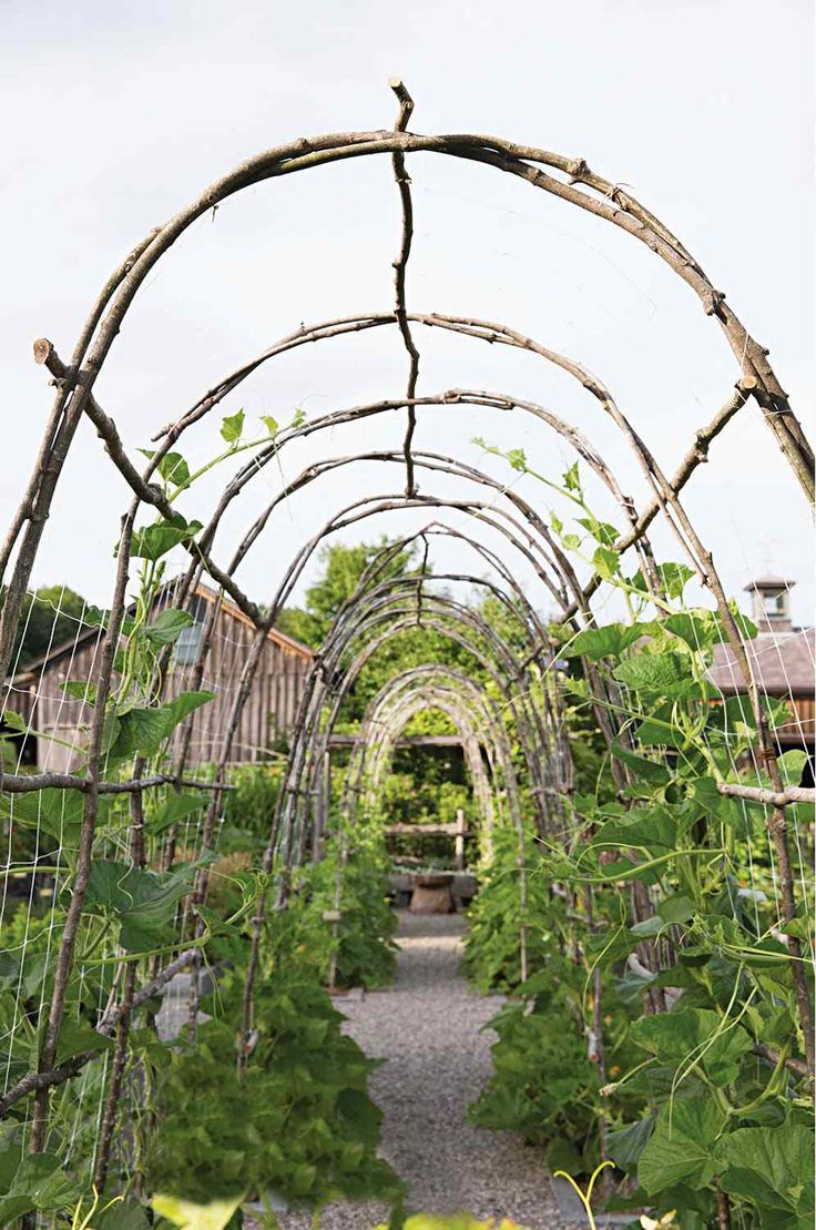 a garden with lots of green plants growing inside of it and an arch over the walkway