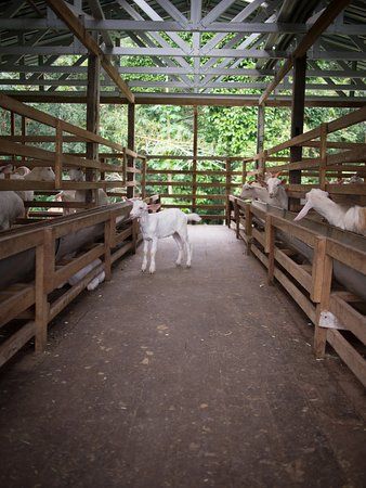 there is a dog that is standing in the middle of some animals'pens