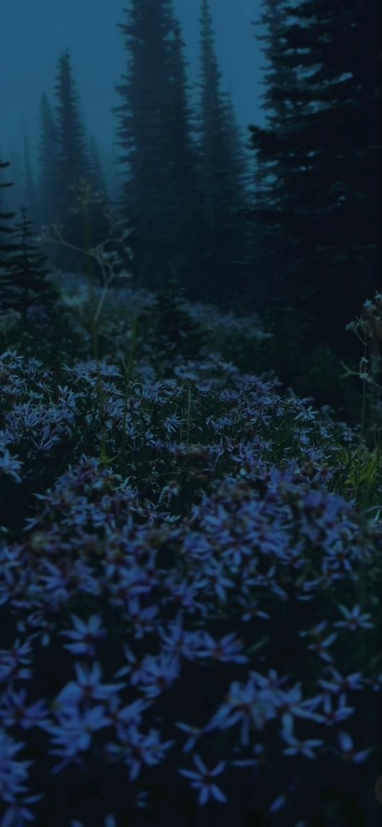 blue flowers in the foreground with pine trees in the backgrounnd at night