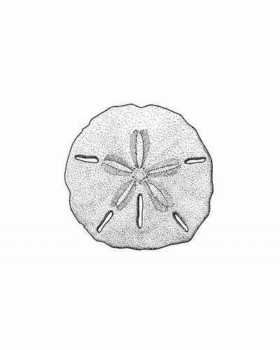 an image of a sand dollar on a white background