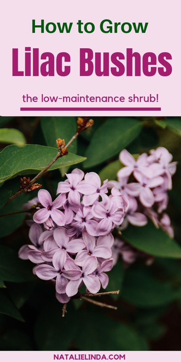 lilac bush with text overlay how to grow lilac bushes the low maintenance shrub