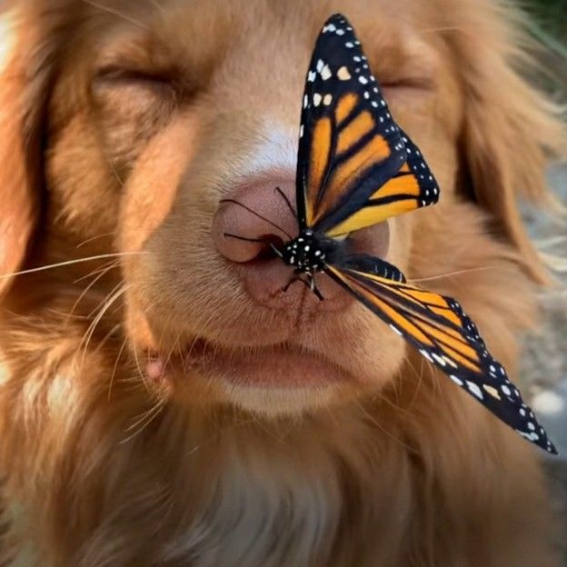 a close up of a dog with a butterfly on it's nose and face