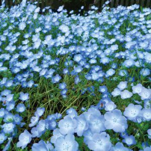 blue flowers growing in the grass near a fence