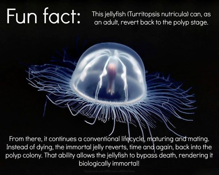 the jellyfish is floating in the dark water