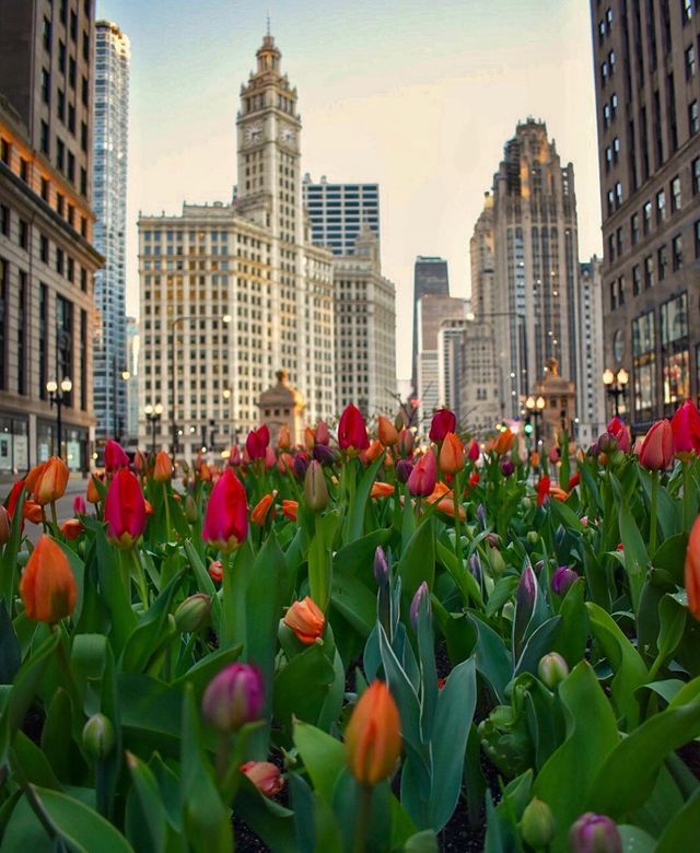 many red and orange flowers in the middle of a city street with tall buildings behind them