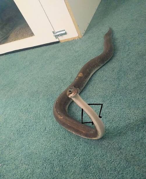 a snake is laying on the floor in front of a door with an arrow pointing to it