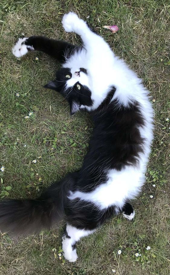 a black and white cat laying on its back in the grass looking up at something