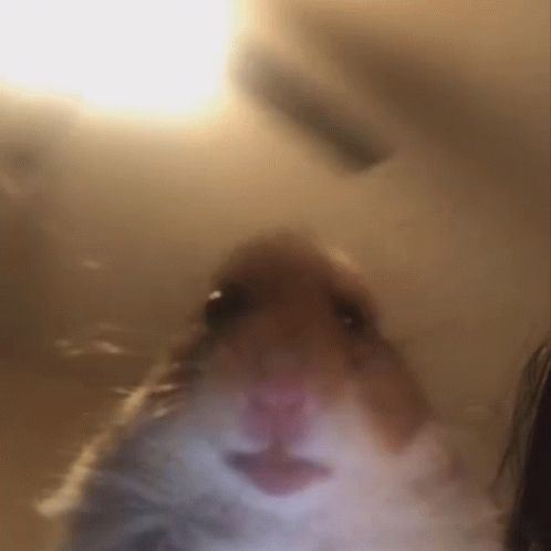 a blurry photo of a hamster looking at the camera