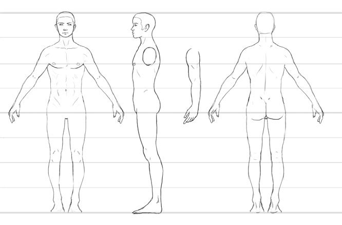 an outline drawing of the human body, with three different angles to show it's size