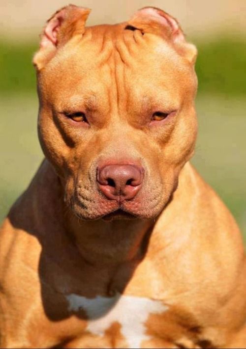 a close up of a dog with its eyes closed