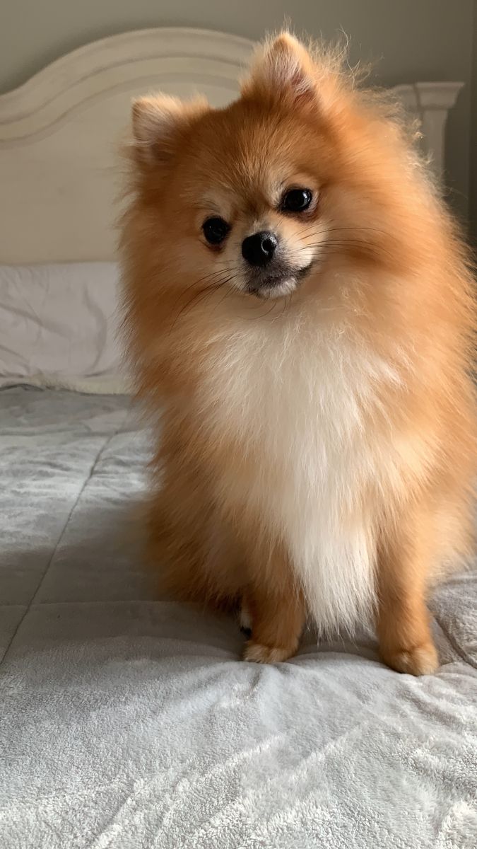 a small brown dog sitting on top of a bed