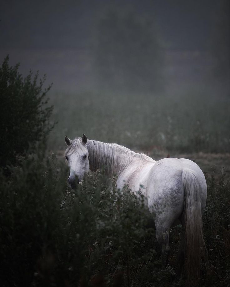 a white horse standing on top of a lush green field next to tall grass and trees