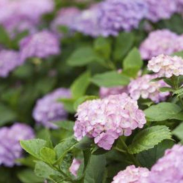 purple flowers with green leaves in the foreground