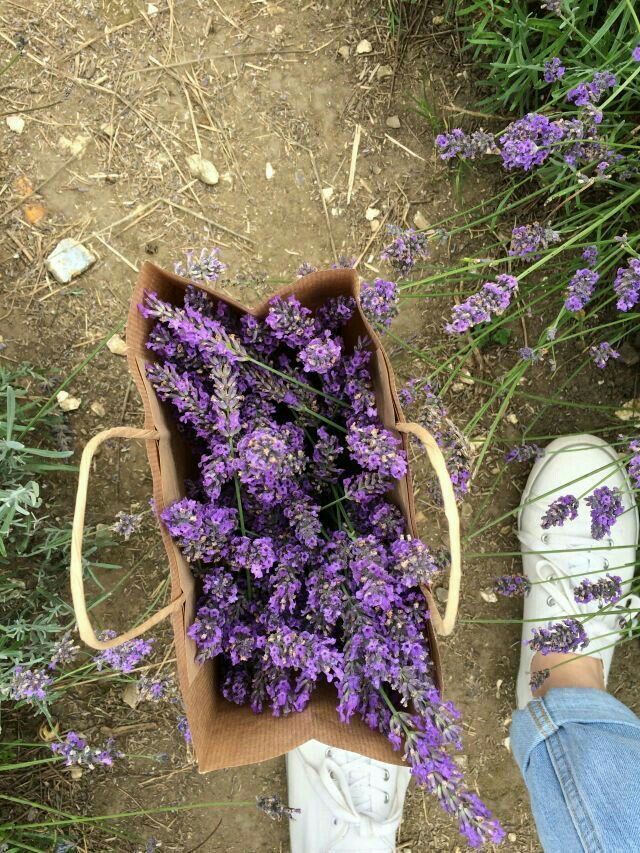 a person standing next to a basket full of lavender flowers on the ground with their feet propped up