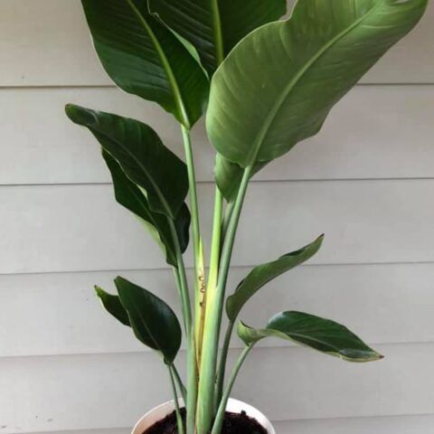 a potted plant with large green leaves in front of a white wall and house