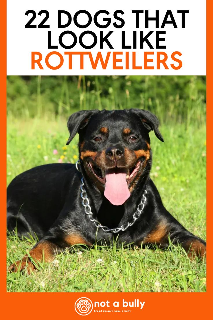 a black and brown dog laying in the grass with its tongue hanging out, text reads 22 dogs that look like rotweilers