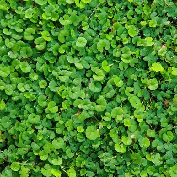 green plants with small leaves growing on the top and bottom of them, in an area that looks very lush