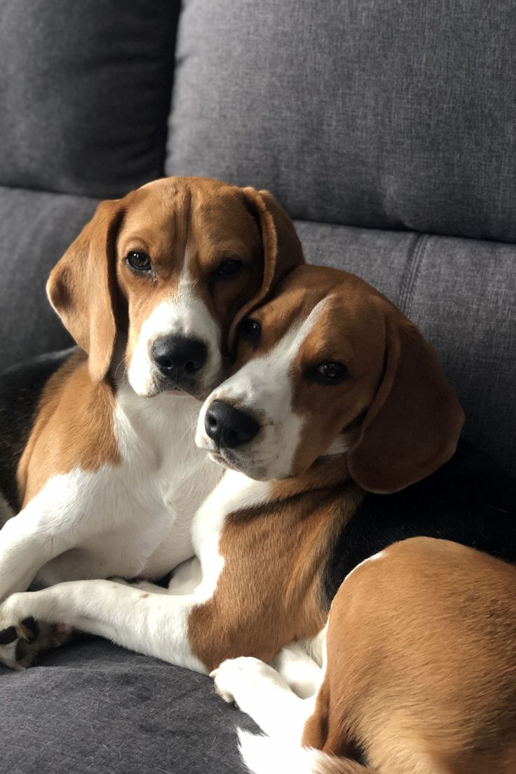 two brown and white dogs laying on top of a gray couch next to each other