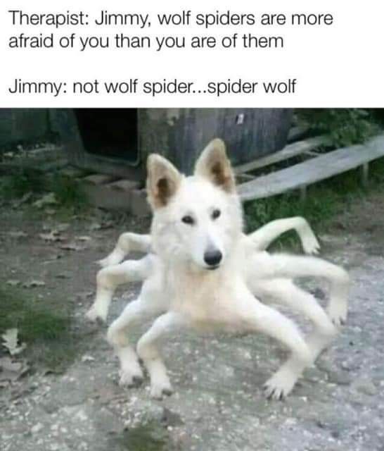 a white dog is playing with a large spider