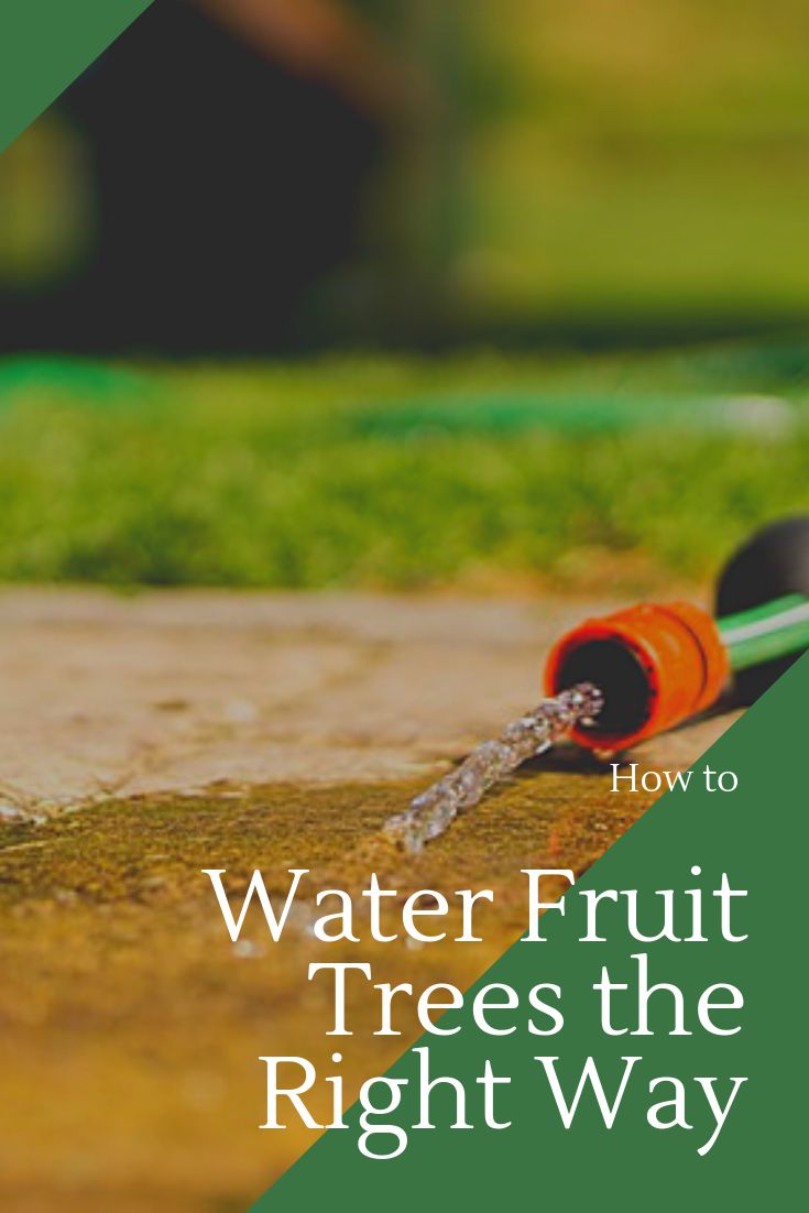 the words how to water fruit trees the right way are in front of an orange watering hose