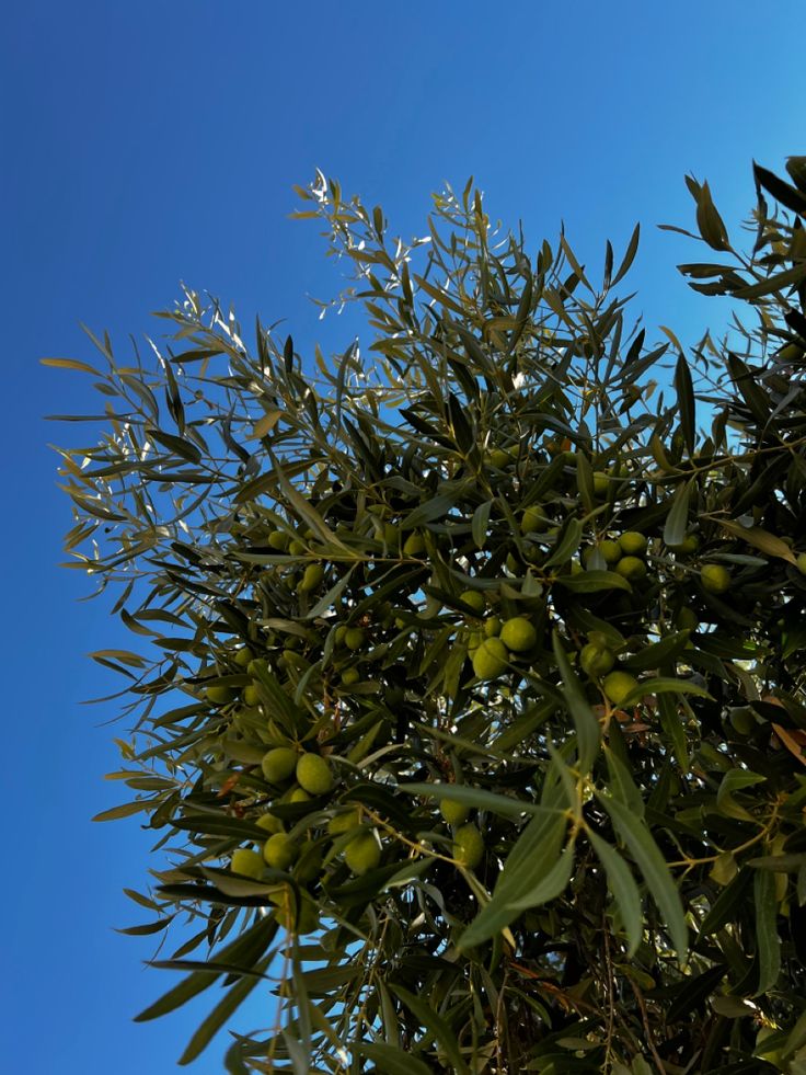 an olive tree with lots of green fruit on it's branches against a blue sky