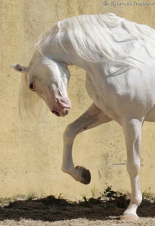 a white horse is standing in front of a wall and has it's legs spread out