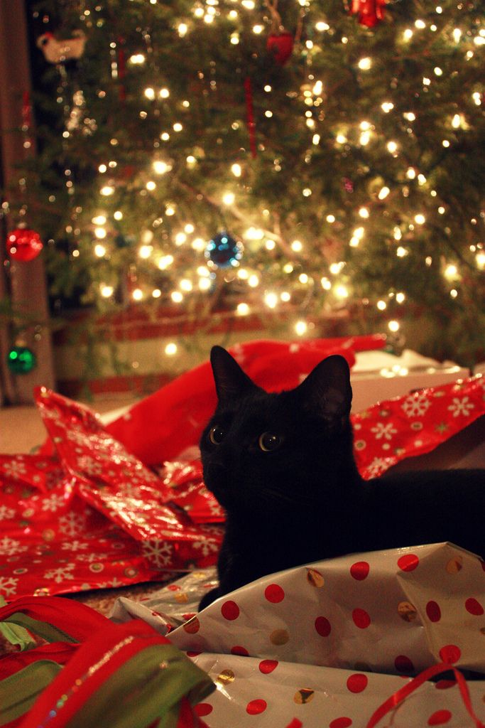 a black cat laying on top of wrapped presents under a christmas tree with lights in the background