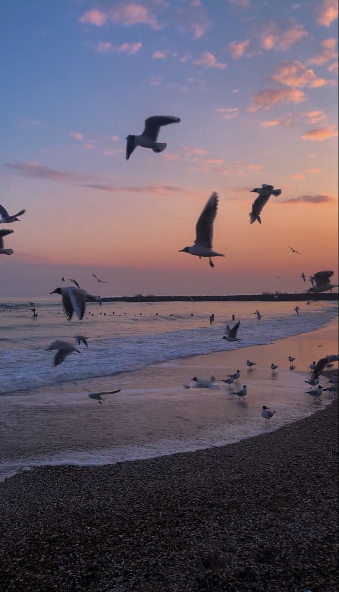 seagulls flying over the beach at sunset with birds in the foreground and on the water