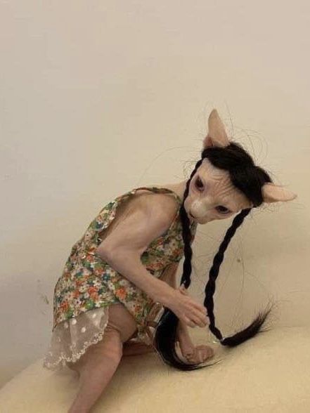 a hairless cat sitting on top of a white couch