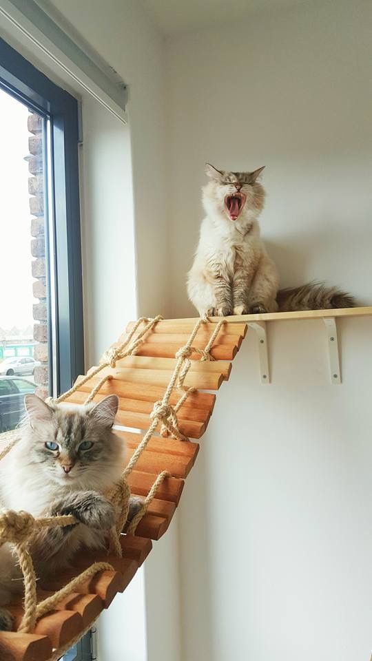 two cats sitting on top of a hammock with one cat yawning