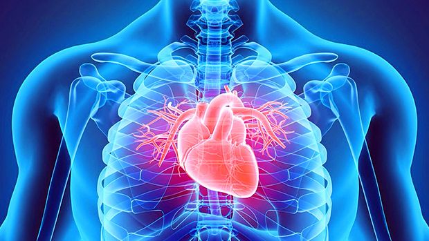 an x - ray shows the heart and lungs