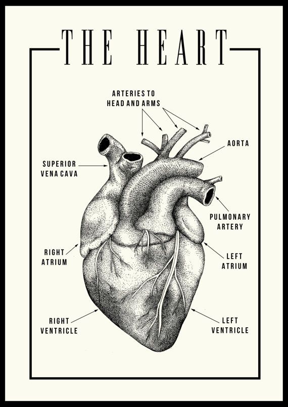 an image of the heart with labels for all parts to see in it's body