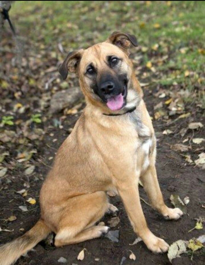 a brown dog sitting on top of a dirt field