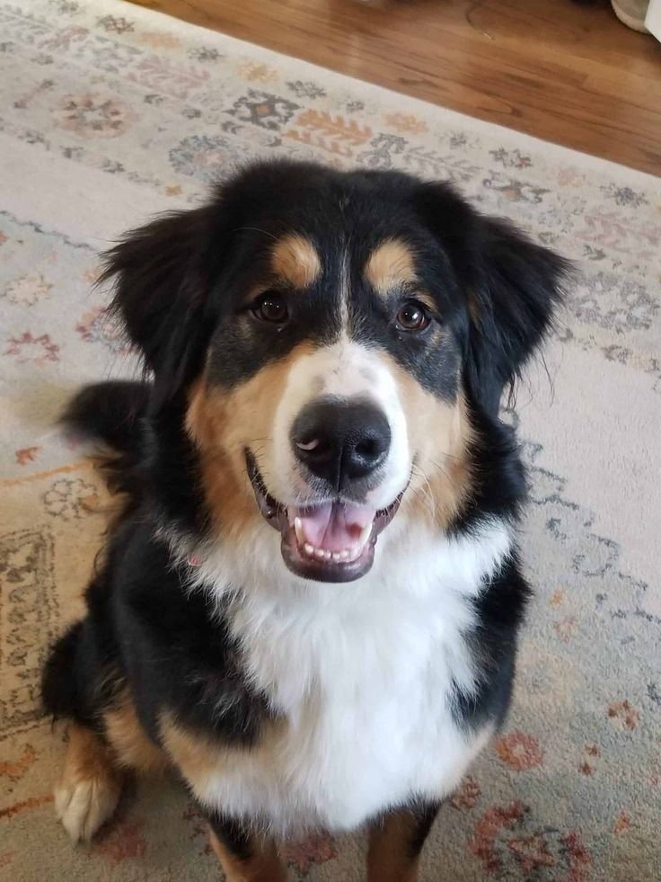 a black and brown dog sitting on top of a rug