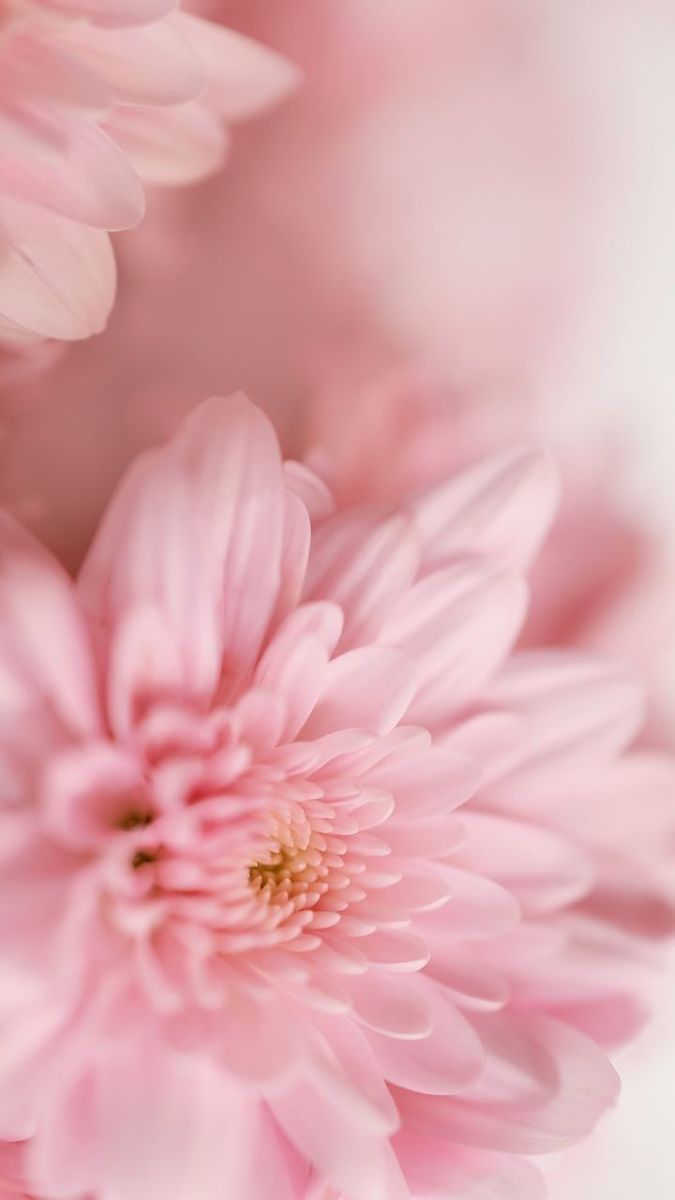 pink flowers are in the middle of a white background