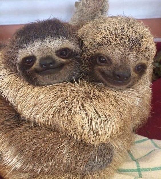 two baby sloths cuddle together on a blanket