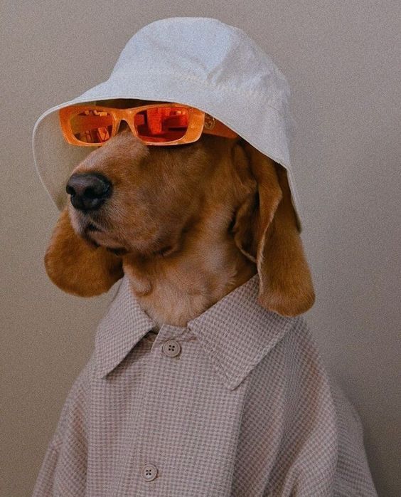 a brown dog wearing sunglasses and a white hat