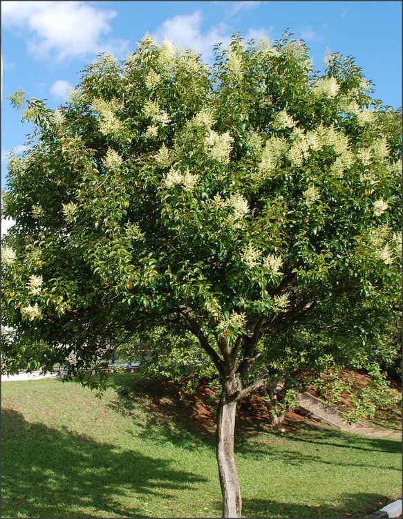 a tree with white flowers on it in the middle of a grassy area next to a street