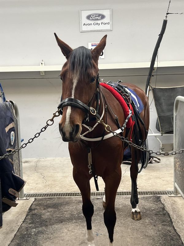 a brown horse is tied up to a metal pole with harnesses on it's back