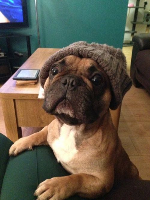 a dog wearing a hat sitting on top of a couch