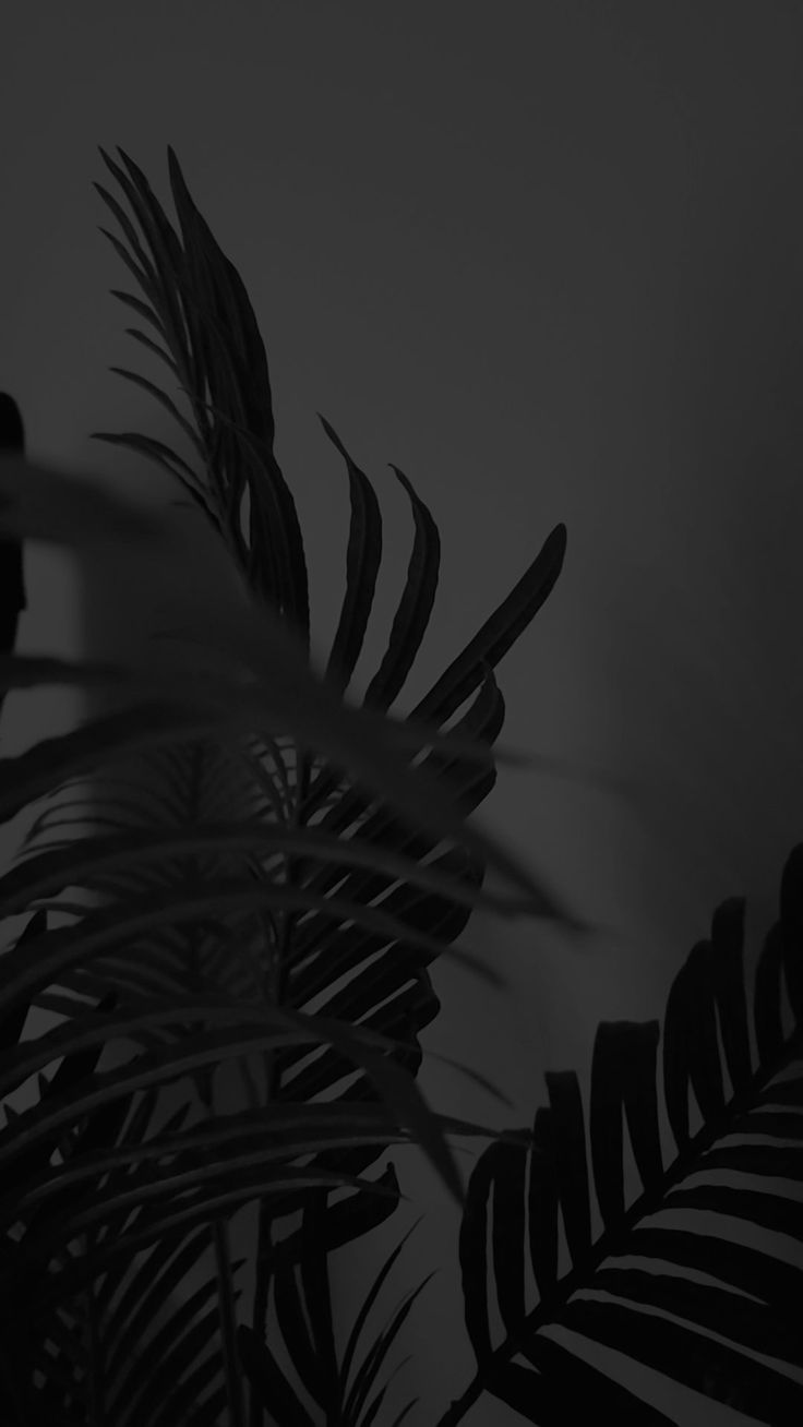 black and white photograph of palm leaves against a dark wall with light coming from behind