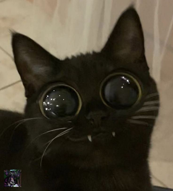 a black cat with large round glasses on it's face looking at the camera