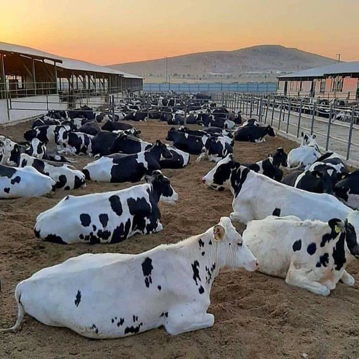 many cows are laying down in the dirt