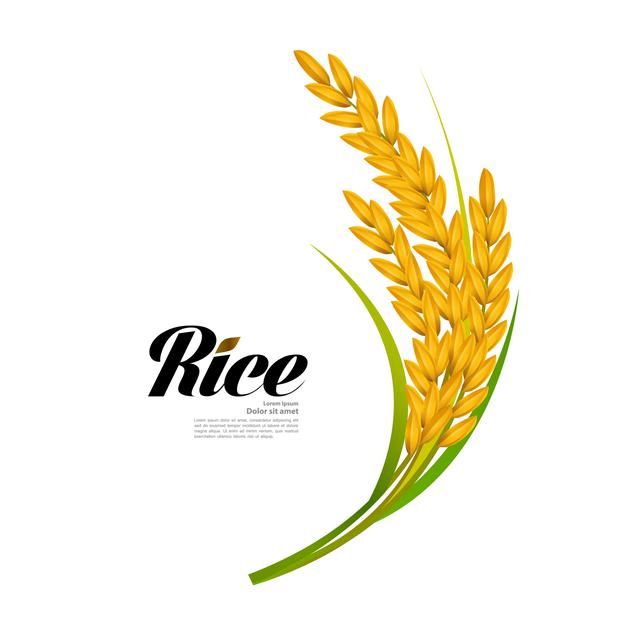 rice plant with the word rice written in black and white lettering on top of it