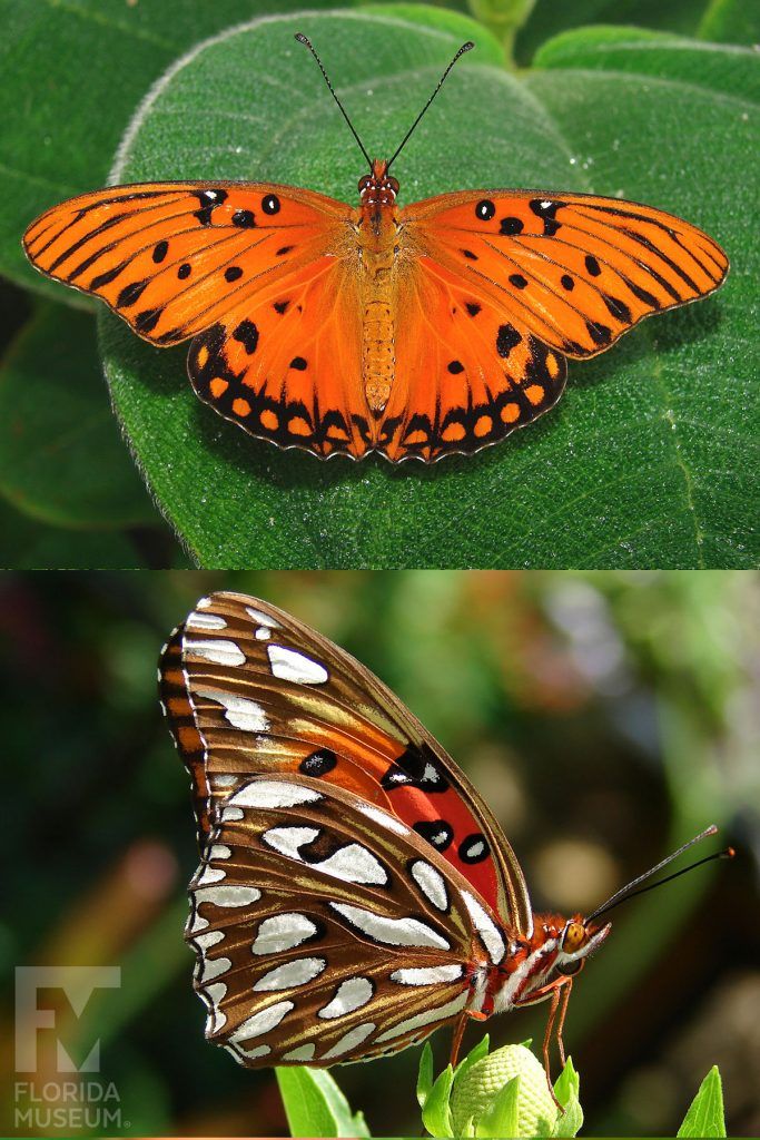 two butterflies sitting on top of green leaves