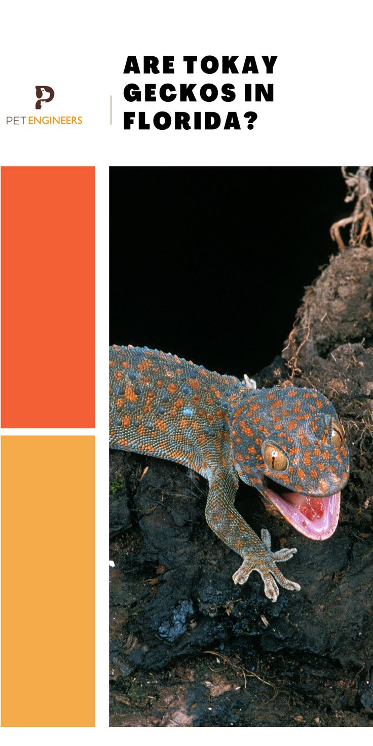 an image of a gecko in florida with the caption are tokay geckos in florida?