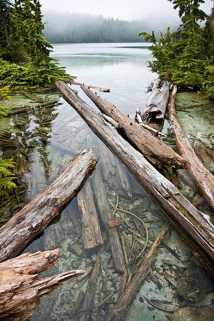 the water is crystal clear and there are fallen trees in the foreground on the shore