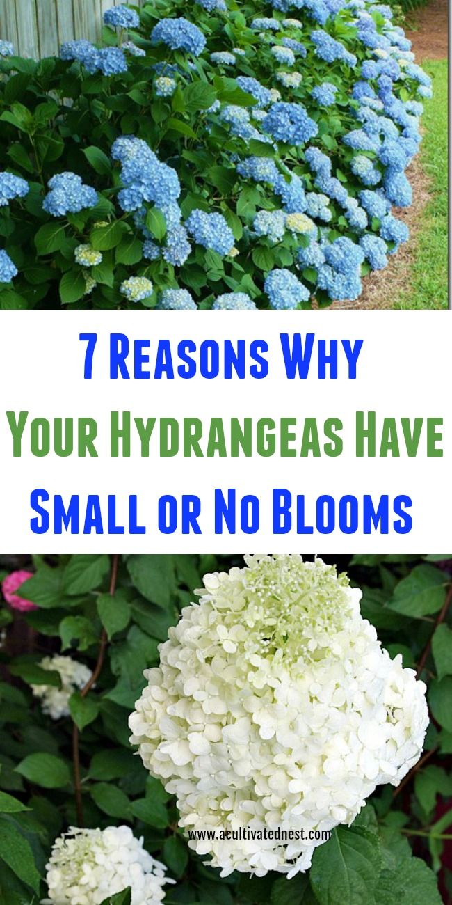 blue and white hydrangeas with text that reads 7 reasons why your hydrangeas have small or no blooms