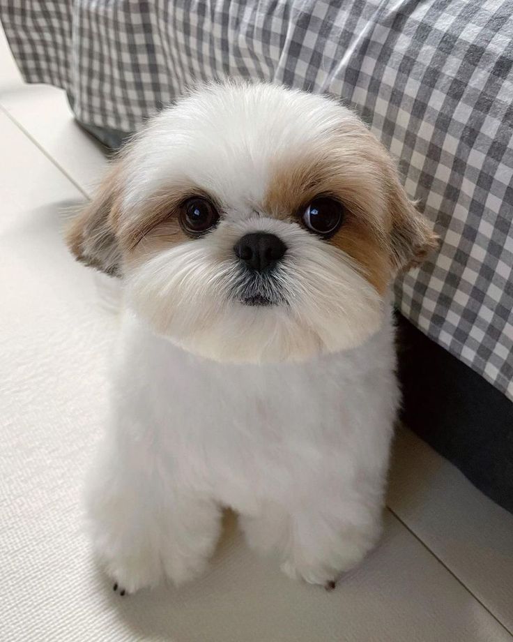 a small white and brown dog sitting on top of a bed