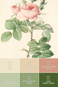 a rose is shown in shades of green and pink